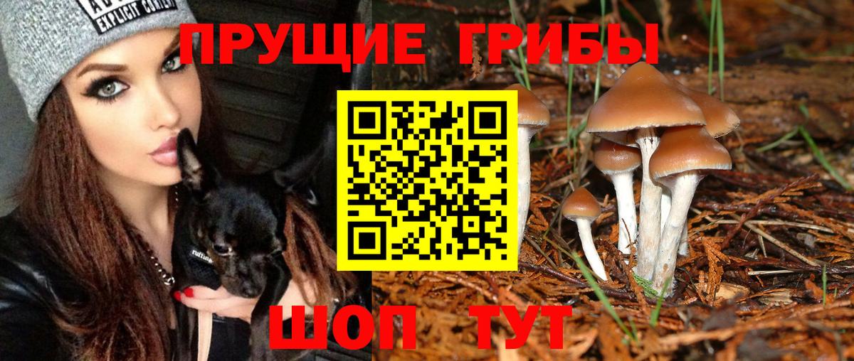 Галлюциногенные грибы Psilocybe Сланцы